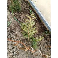 Кипарис 10-12 см ростки саженцы рассада