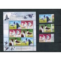 Беларусь 2011. Фауна. Голуби.