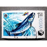 Марка Польша 1979 год Рыба