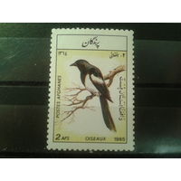 Афганистан, 1985. Сорока обыкновенная