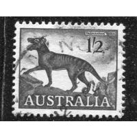 Австралия. Стандарт. Фауна