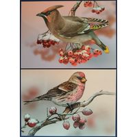 Свиристель. Обыкновенная чечотка. Беларусь. 2023 г.