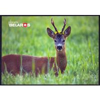 Планета Беларусь, косуля, Браславский район, 2022, тираж 3000.