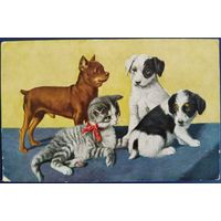 Три щенка и котенок. Германия. 1920-е гг.