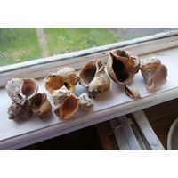 Большие ракушки