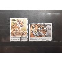 Камбоджа. 1998 год. Фауна. Дикие кошки. Тигры (716)