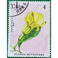 Куба 1980. Дикие цветы. Дикая Алламанда