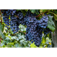 Виноград Изабелла взрослое растение