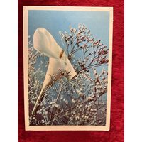 Калла Фото А. и М. Ананьиных 1969 год