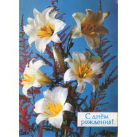Чистая открытка 1988г. "С днем рождения! Лилии" фото П. Костенко