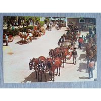 Этнография. Испания, Кадис. Ярмарка лошадей