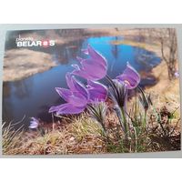 Серия "Планета "Беларусь" . Прострел (сон-трава). Открытка