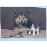 Календарик 1996 г. Щенок и котенок.