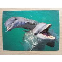О-12. ПОДПИСАННАЯ ОТКРЫТКА. ГЕРМАНИЯ. ДЕЛЬФИНЫ.