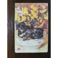 Календарик страхование