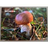 Серия "Планета "Беларусь" . Белый гриб. Открытка