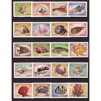 Фуджейра. 1972. Морская фауна