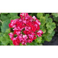 Герань розебудная,- молодой кустик