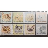 Венгрия. Фауна. Кошки (730)