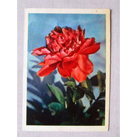 С027-0377 Открытка Пион Фото Раскин 1963 Чистая