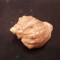 Ракушка