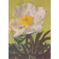 Чистая открытка 1969г. "Пион древовидный" фото Н. Матанов