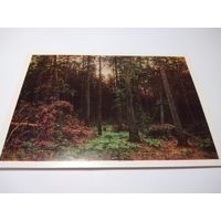 Открытка. И. И. Шишкин. Сосновый лес.