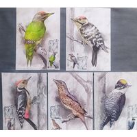 Картмаксимум "Дятлообразные", набор, глянец, 2022