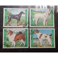 Шарджа. Фауна. Собаки (569)