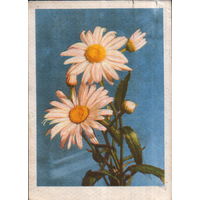 Подписанная открытка 1960г. Латвийская ССР "Ромашки" фото В. Упитис