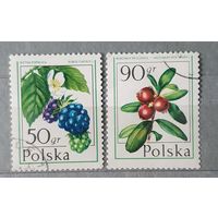 Польша ягоды 2шт