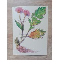 Косоруков 1985