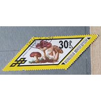 Монголия грибы 1шт