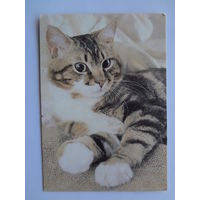 Календарик 1993 г.  Кот. (112).