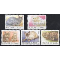 Россия 1996. Фауна. Домашние кошки. 5 марок 266-70 (153)