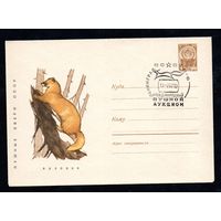 Художественный маркированный конверт СССР со спецгашением  N 4603 (27.03.1967) Пушные звери СССР  Колонок