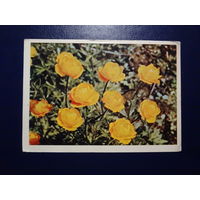 Купальница.  1965 г.