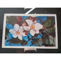 Данилкина Композиция из цветов