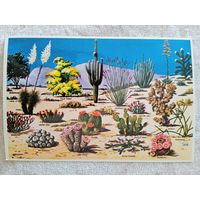 США. Кактусы и пустынная флора Великого Юго-Запада